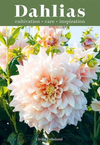 Dahlias inspiration - dahlias:,